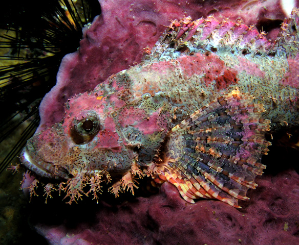 Scorpionfish