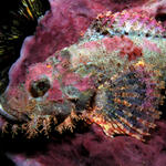 Scorpionfish