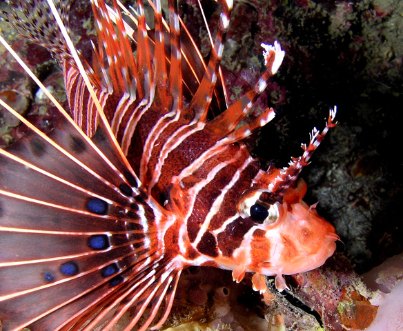 Lionfish