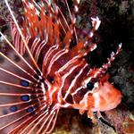 Lionfish