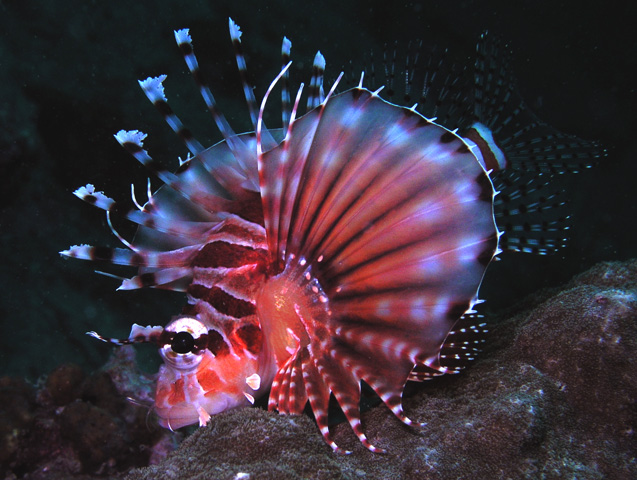 Lionfish in full spread