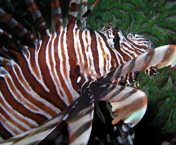 Pterois volitans (Lionfish)-veer off please !