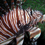 Pterois volitans (Lionfish)-veer off please !