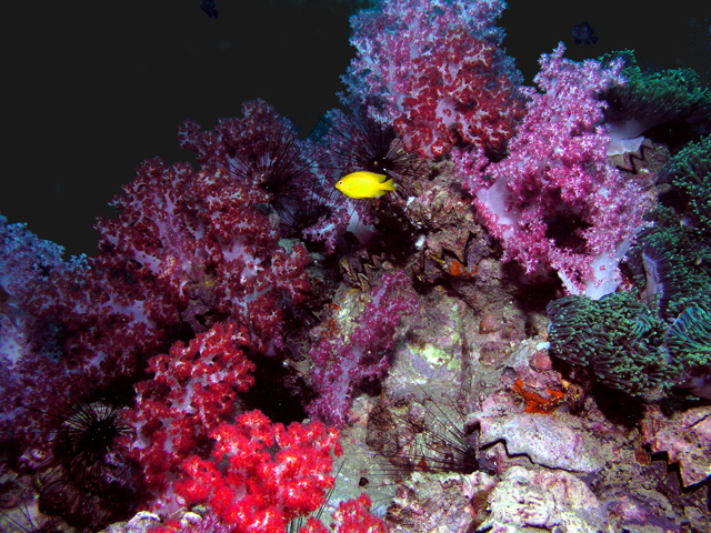 Another Similans reefscape