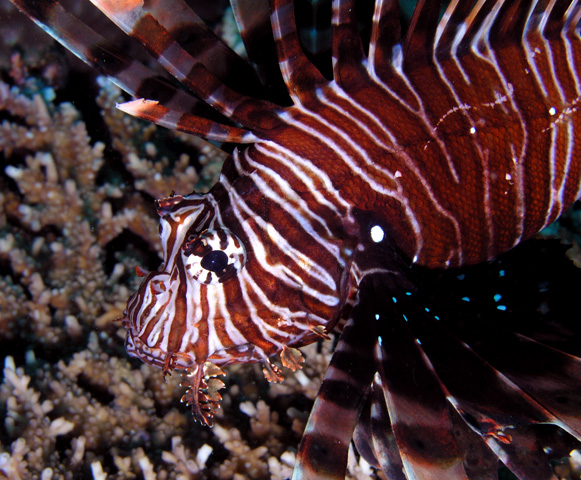 Can you tell I like Lionfish ??