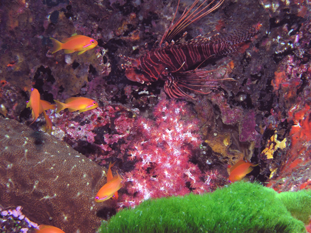 Lionfish reefscape