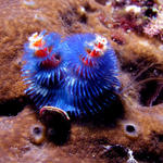 Christmas Tree worms