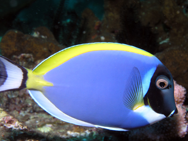 Powderblue Surgeonfish