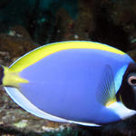 Powderblue Surgeonfish