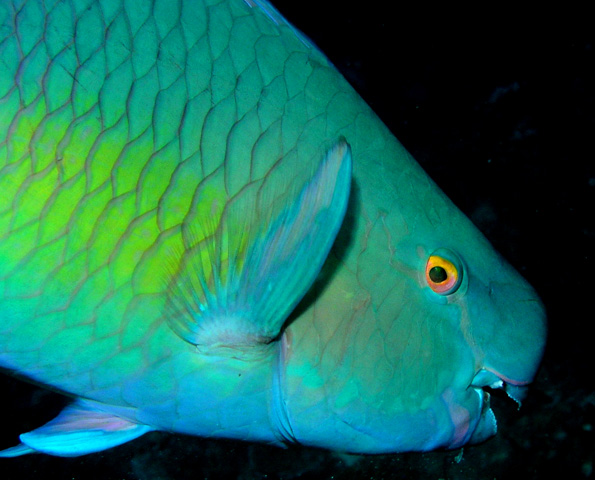 Parrotfish Portrait