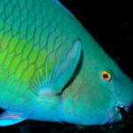 Parrotfish Portrait
