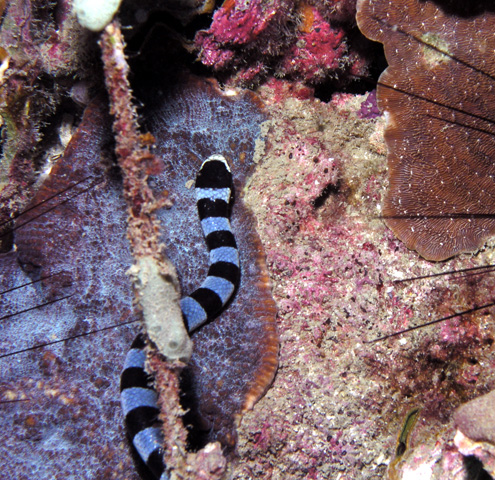 Sea Snake on the prowl