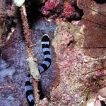 Sea Snake on the prowl