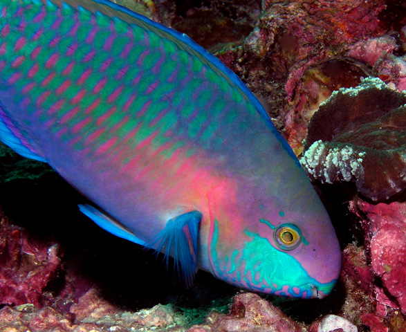 Another Parrotfish