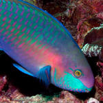 Another Parrotfish