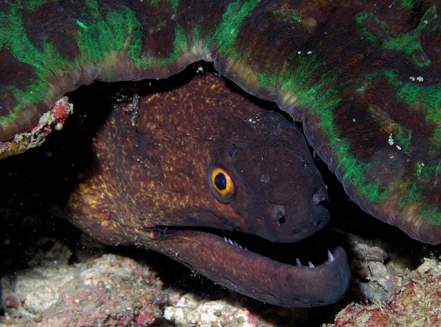Moray Eel-enter at your own risk !