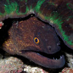 Moray Eel-enter at your own risk !