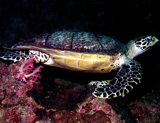Turtle on reef