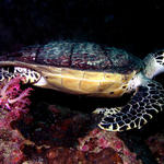 Turtle on reef