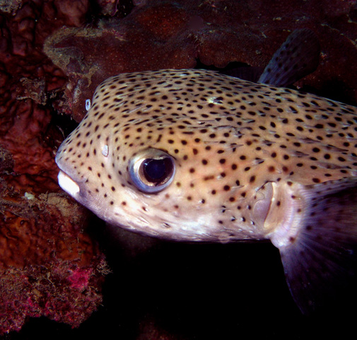 Shy Porcupinefish