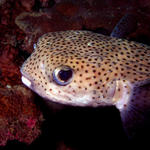 Shy Porcupinefish