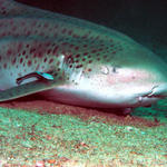 Leopard Shark being cleaned by Cleaner Wrasse