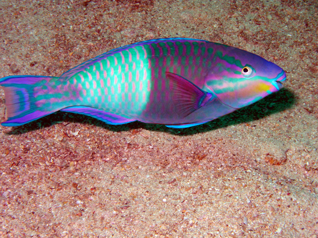 Parrotfish-the bend in the fish has led to some weird light refraction