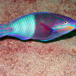 Parrotfish-the bend in the fish has led to some weird light refraction