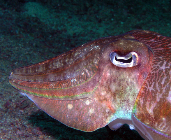 Cuttlefish closeup