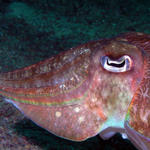 Cuttlefish closeup