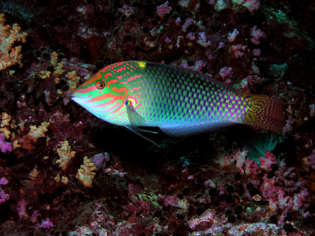 A beautiful Wrasse