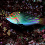 A beautiful Wrasse