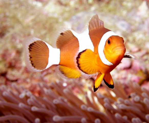 False Clown Anemonefish