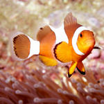 False Clown Anemonefish