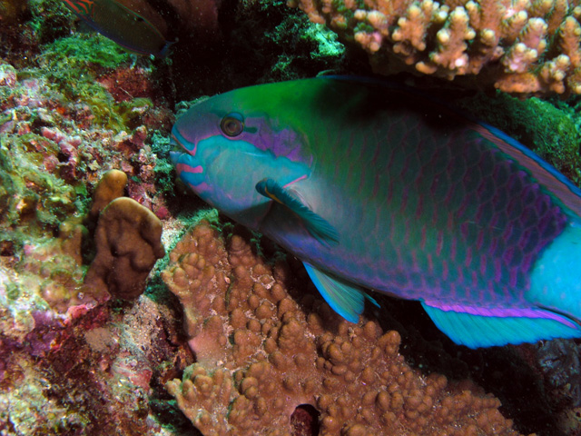 Parrot Fish