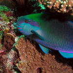 Parrot Fish