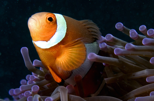 Pop goes the Anemonefish