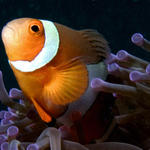 Pop goes the Anemonefish