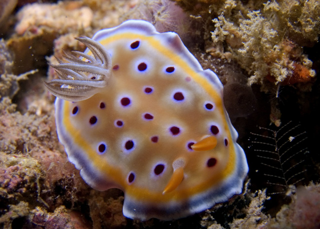 Chromodoris geminus Nudibranch.  This nudibranch is not supposed to be found outside of the Indian Ocean.  Found in Java Sea.