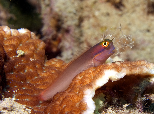 blenny