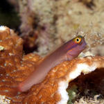 blenny