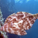 Bristle-tailed Filefish