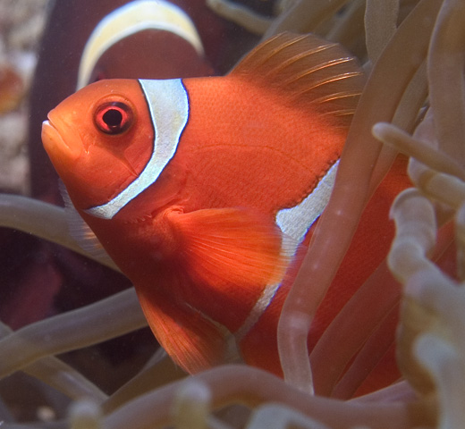 Male Spinecheek Anemonefish