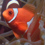 Male Spinecheek Anemonefish