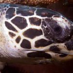 Dozing Hawksbill