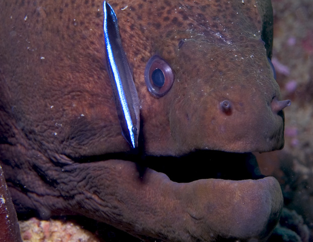 Moray with Cleaner Wrasse