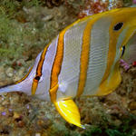 Beaked Coralfish