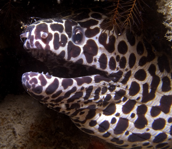 Honeycomb Moray with cleaner shrimp on snout