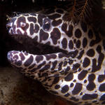 Honeycomb Moray with cleaner shrimp on snout