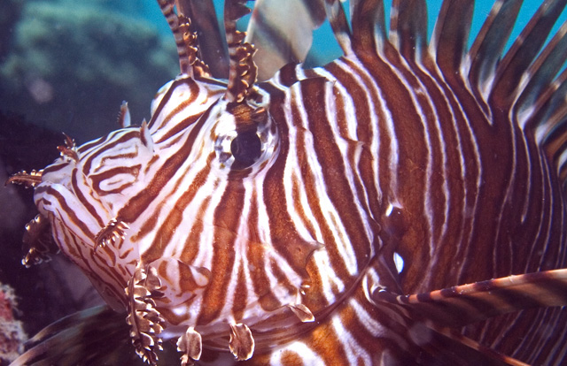 Lionfish